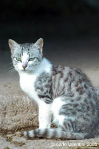 cornacchino_gatto07