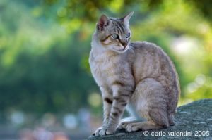 cornacchino_gatto08