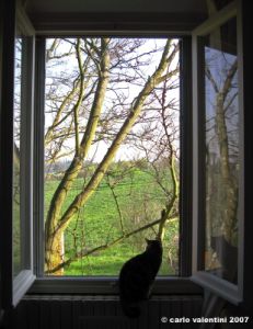 gatto_due01
