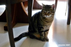 gatto_due02