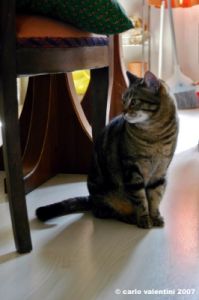 gatto_due05