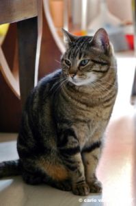 gatto_due09