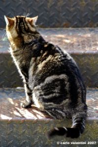 gatto_due10