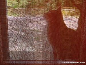 gatto_due13