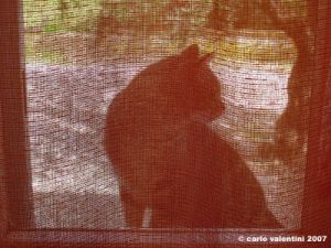 gatto_due14