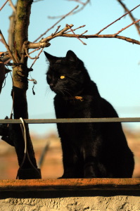 gatto_nero4