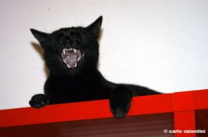 gatto_oscar05_031122