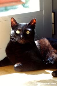 gatto_oscar1