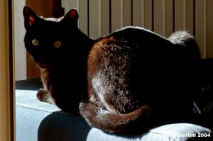 gatto_oscar1_041120