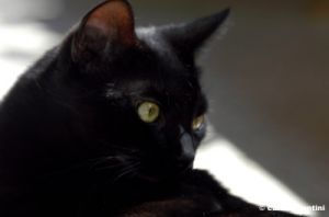 gatto_oscar2_030907