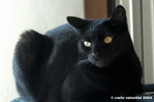gatto_oscar2_041124