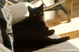 gatto_oscar3_041218