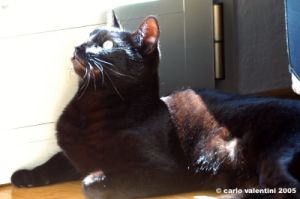gatto_oscar4