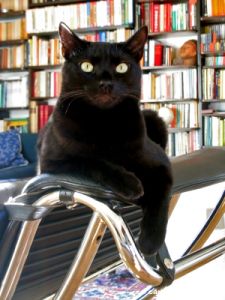 gatto_oscar6_041125