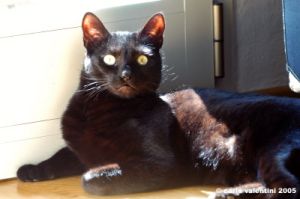 gatto_oscar7