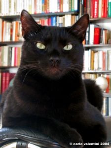 gatto_oscar8_041125