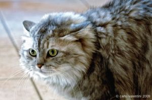 gatto_persiano001