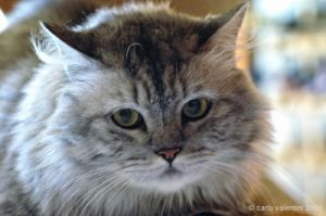 gatto_persiano006