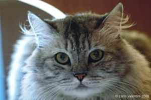 gatto_persiano009