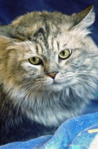 gatto_persiano018