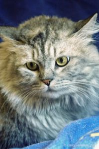 gatto_persiano020