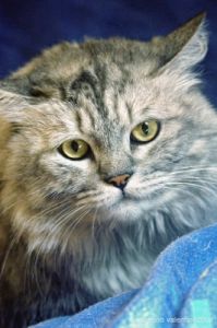 gatto_persiano021