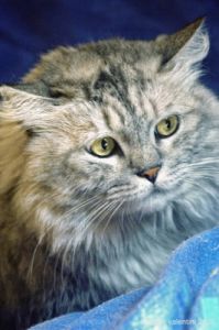 gatto_persiano023