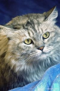 gatto_persiano025