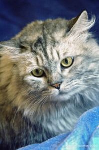 gatto_persiano026