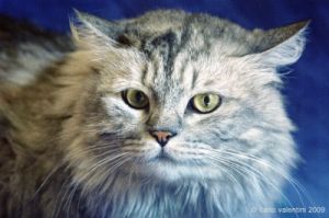 gatto_persiano027