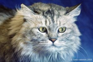 gatto_persiano029