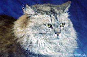 gatto_persiano031