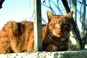 gatto_rosso1