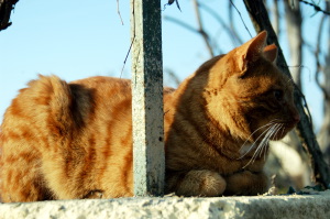 gatto_rosso2