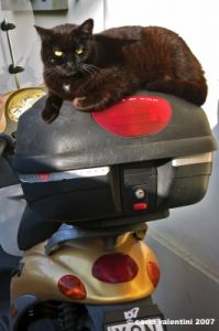 gatto_scooter