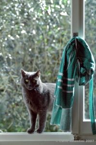 gatto_totti17