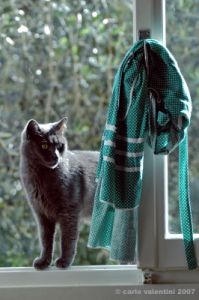 gatto_totti19