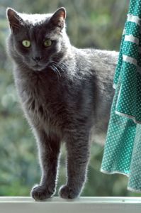 gatto_totti24