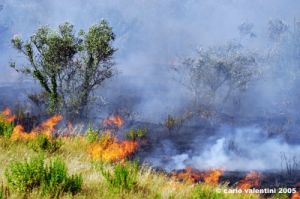 incendio16