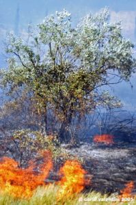 incendio18