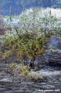 incendio46