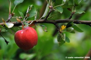 albero_mele02