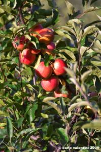 albero_mele2