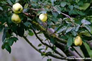 albero_mele_cotogne