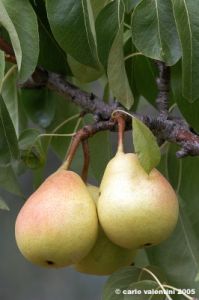 albero_pere7