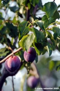 albero_prugne2