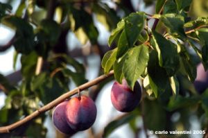 albero_prugne4