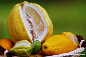cedro3