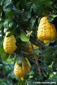 cedro6