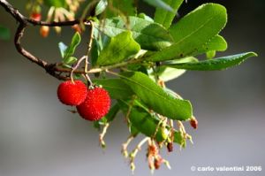 corbezzolo06